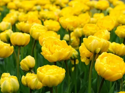 Махровый жёлтый тюльпан