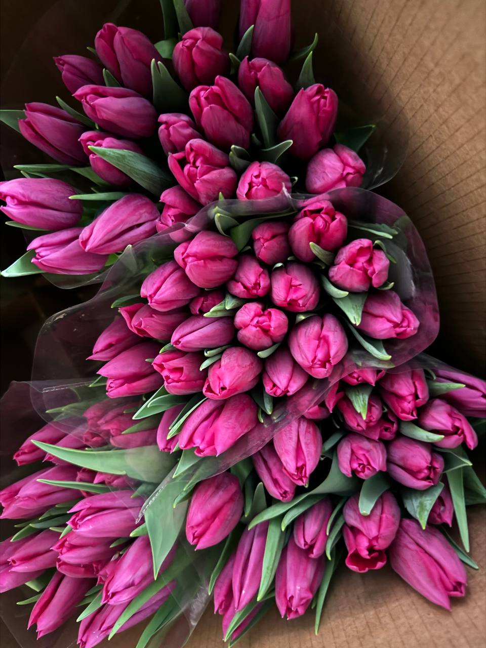 Розовый тюльпан