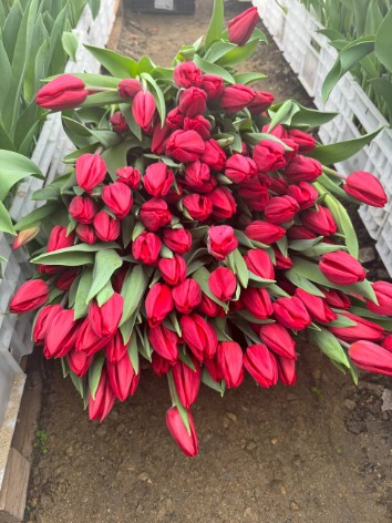 Красный тюльпан