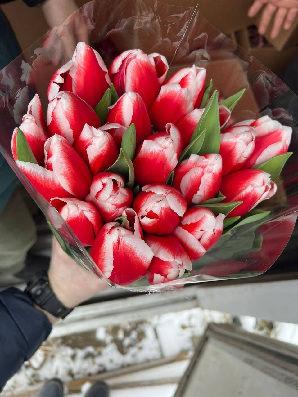 Красно-белый тюльпан