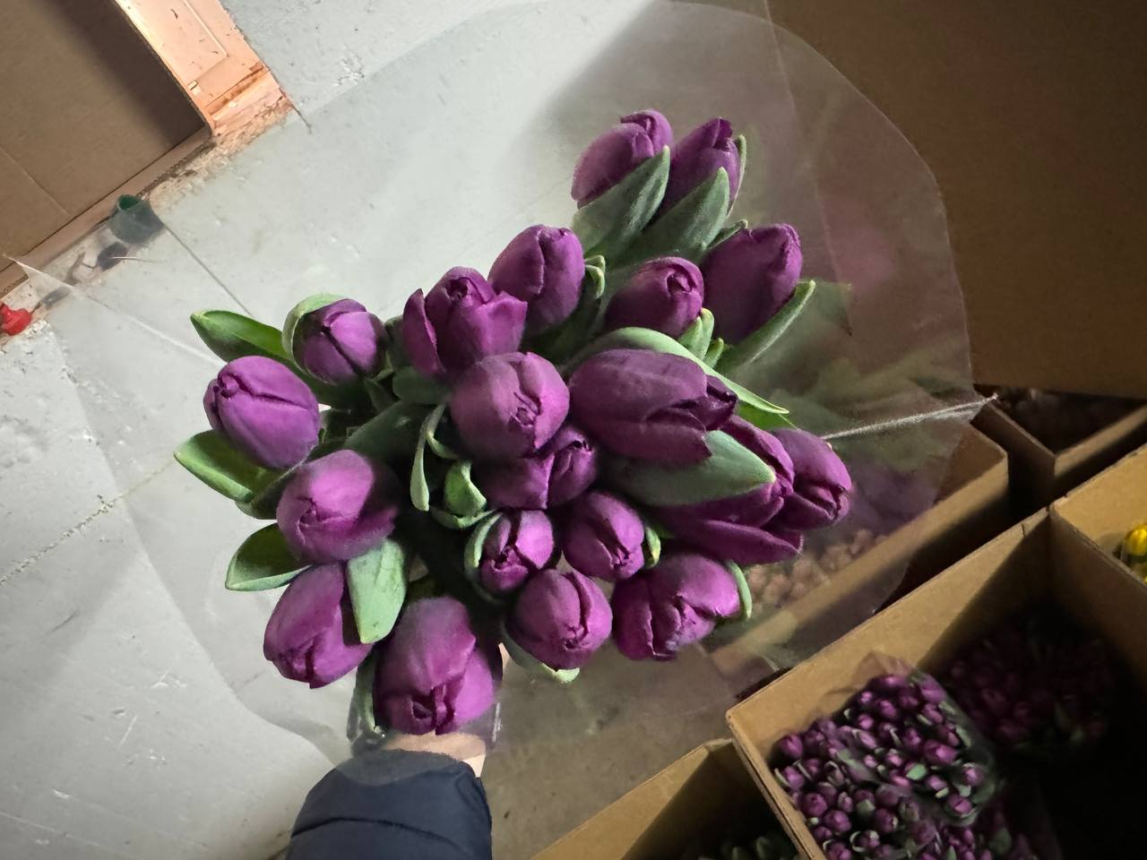 Фиолетовый тюльпан