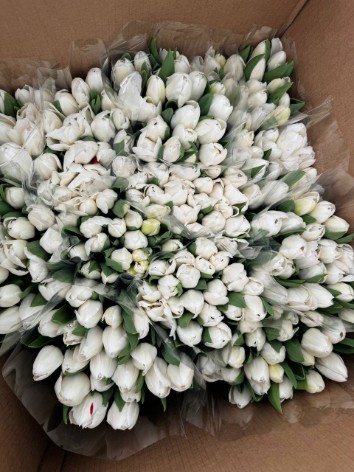 Белый тюльпан