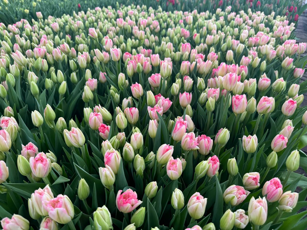 Бело-розовый тюльпан