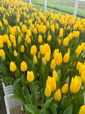 Жёлтый тюльпан